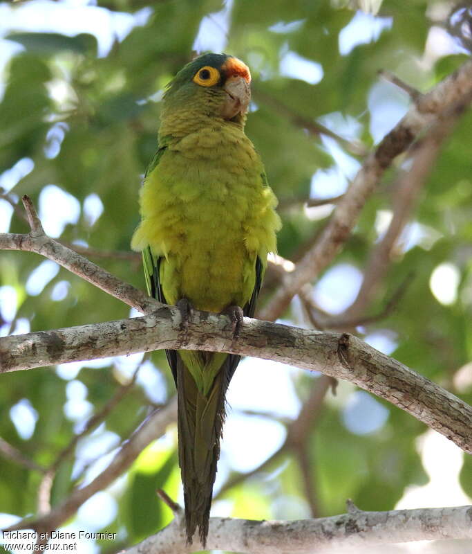 Conure à front rouge