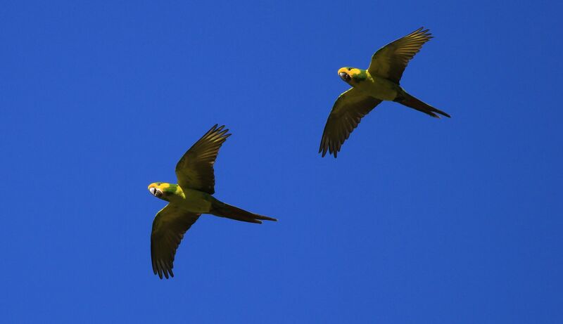 Yellow-eared Parrot