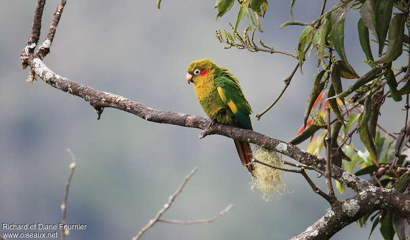 Sulphur-winged Parakeet