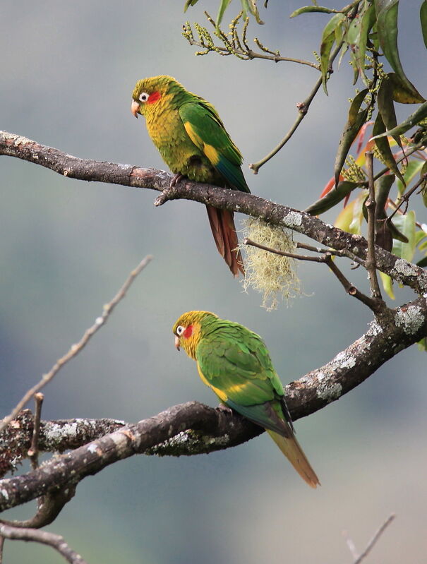 Sulphur-winged Parakeet