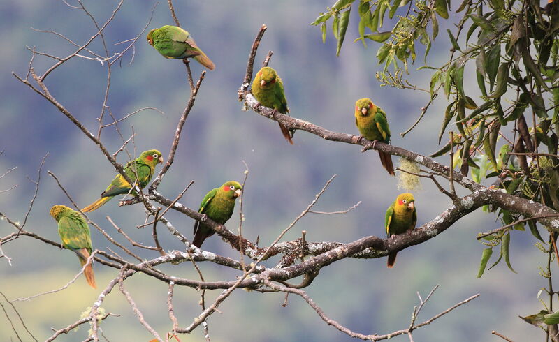 Sulphur-winged Parakeet