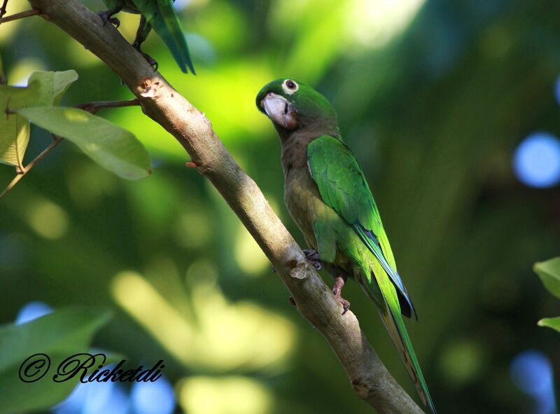 Conure naineadulte, identification