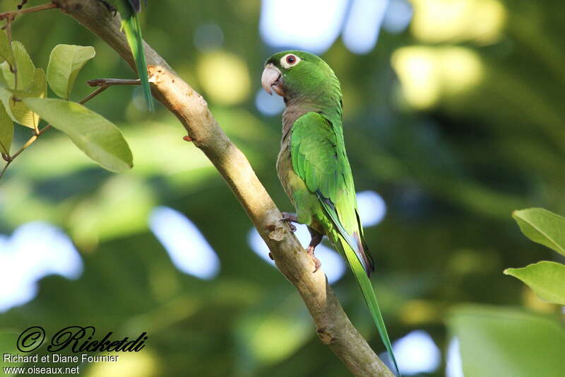 Olive-throated Parakeetadult, identification