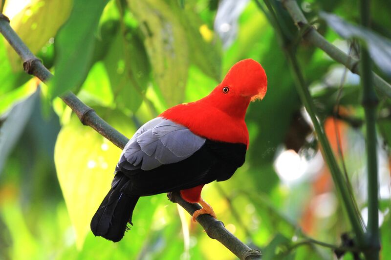 Andean Cock-of-the-rock