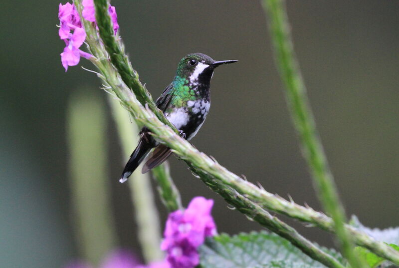 Green Thorntail female