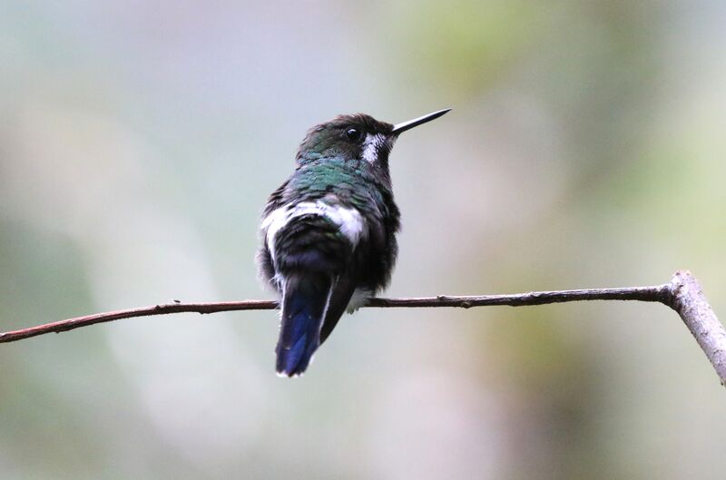 Green Thorntail