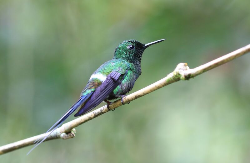 Green Thorntail