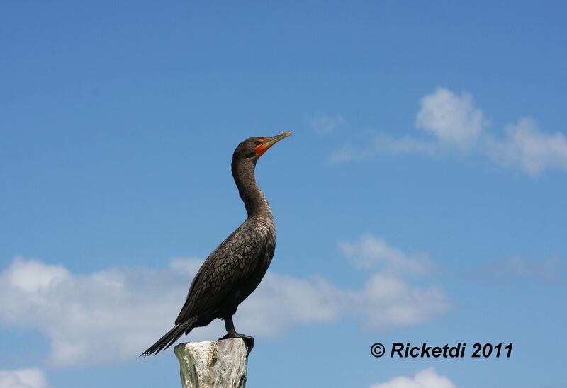 Double-crested Cormorant