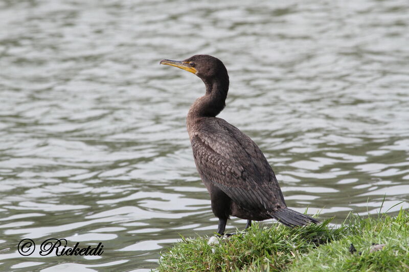 Cormoran à aigrettes