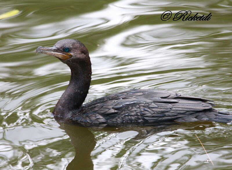 Neotropic Cormorant