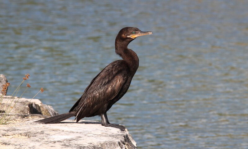 Cormoran vigua