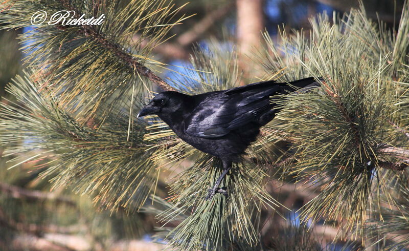 American Crow