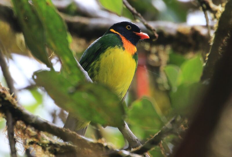 Cotinga jucunda