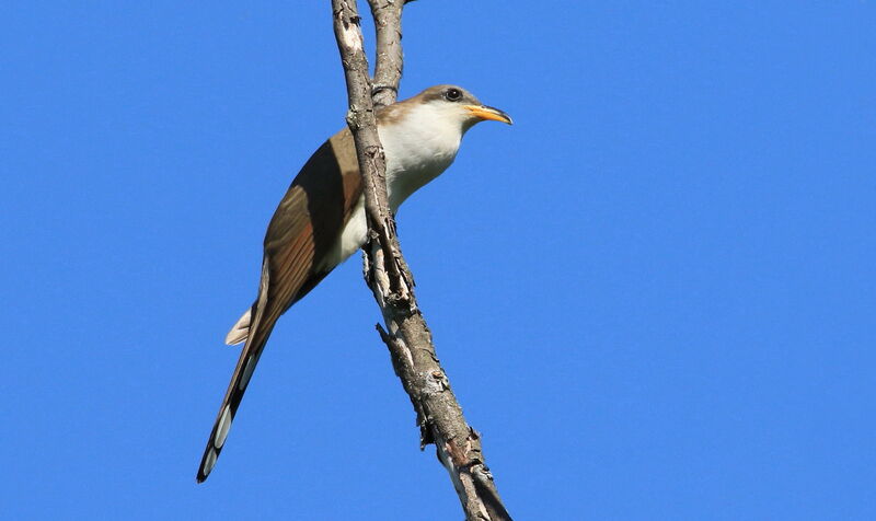 Yellow-billed Cuckoo