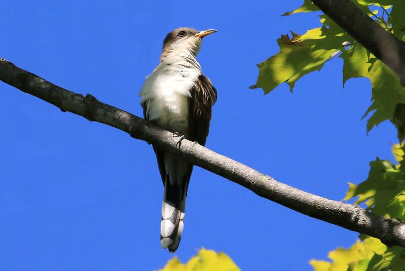 Yellow-billed Cuckoo