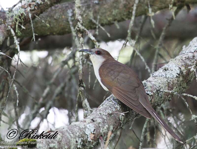 Black-billed Cuckooadult, identification