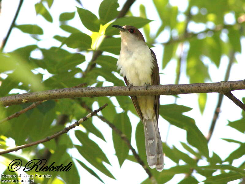 Black-billed Cuckooadult, pigmentation