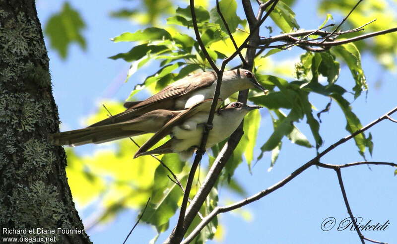 Black-billed Cuckooadult, habitat, mating.