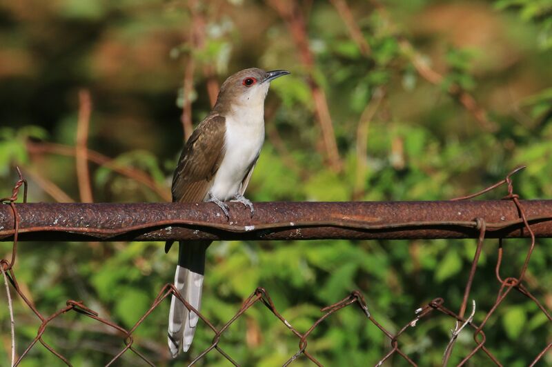 Black-billed Cuckoo