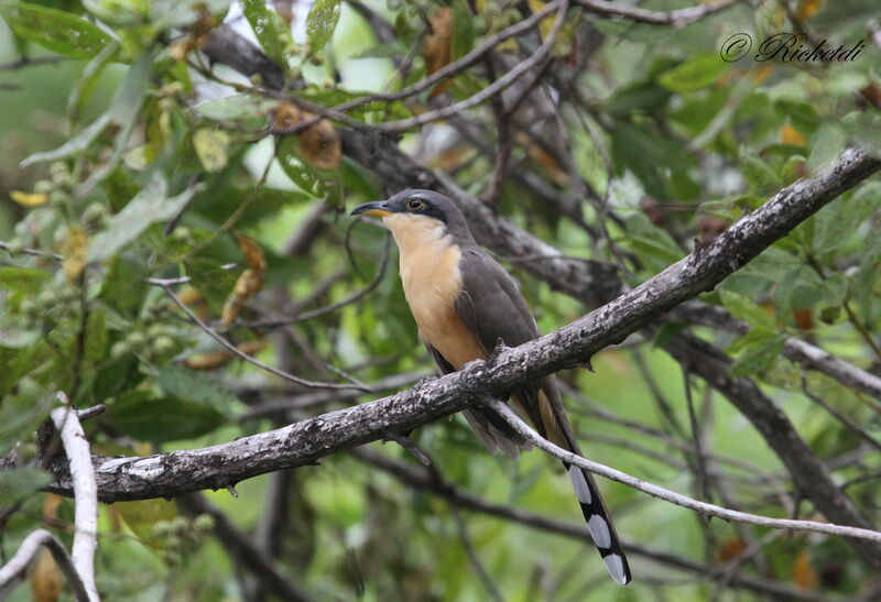 Mangrove Cuckoo