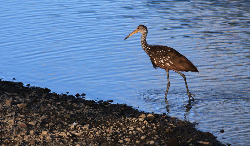 Limpkin