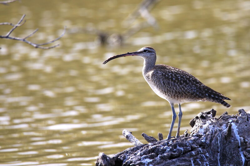 Hudsonian Whimbrel