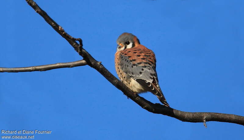 American Kestrel male adult, identification