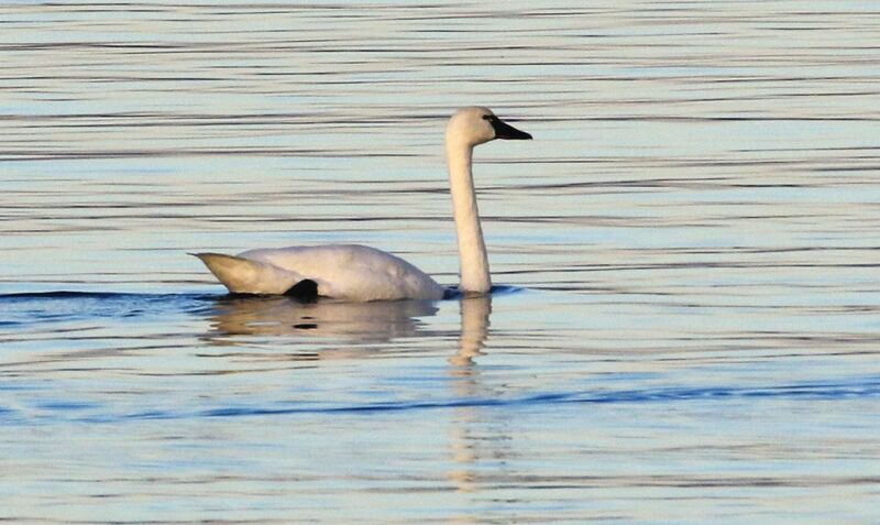 Cygne de Bewick