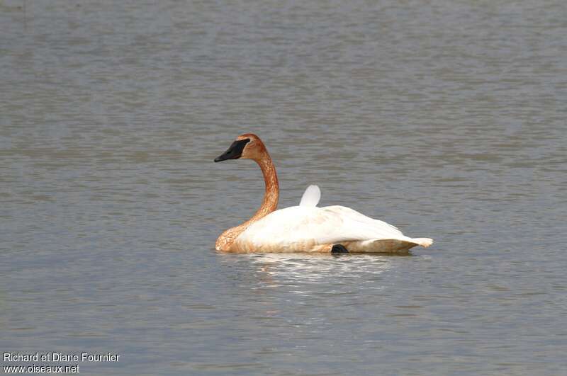 Trumpeter Swanadult, pigmentation