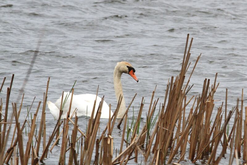 Mute Swan