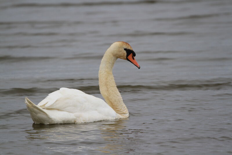 Cygne tuberculé