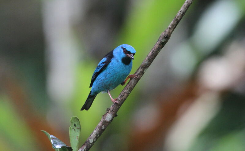 Dacnis bleu mâle