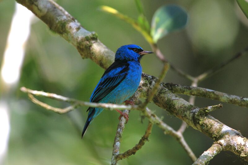 Dacnis bleu