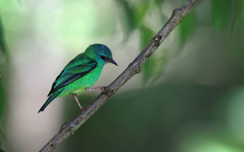 Dacnis bleu femelle