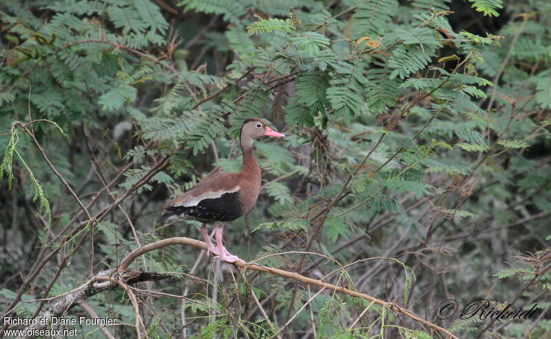 Dendrocygne à ventre noiradulte, habitat, pigmentation