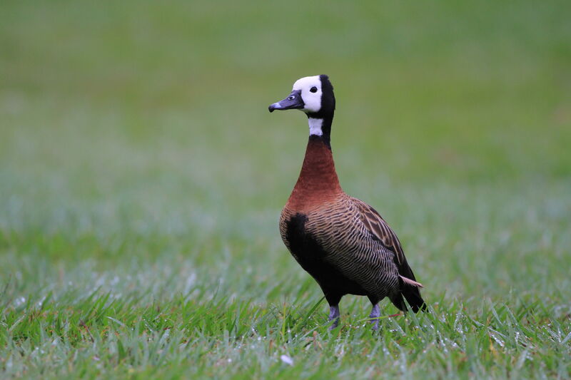 Dendrocygne veuf