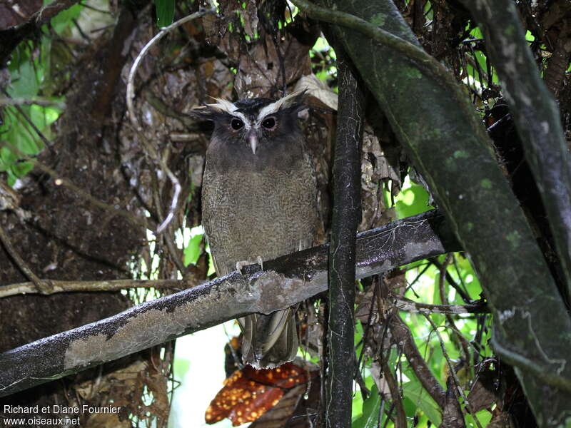 Crested Owladult, identification