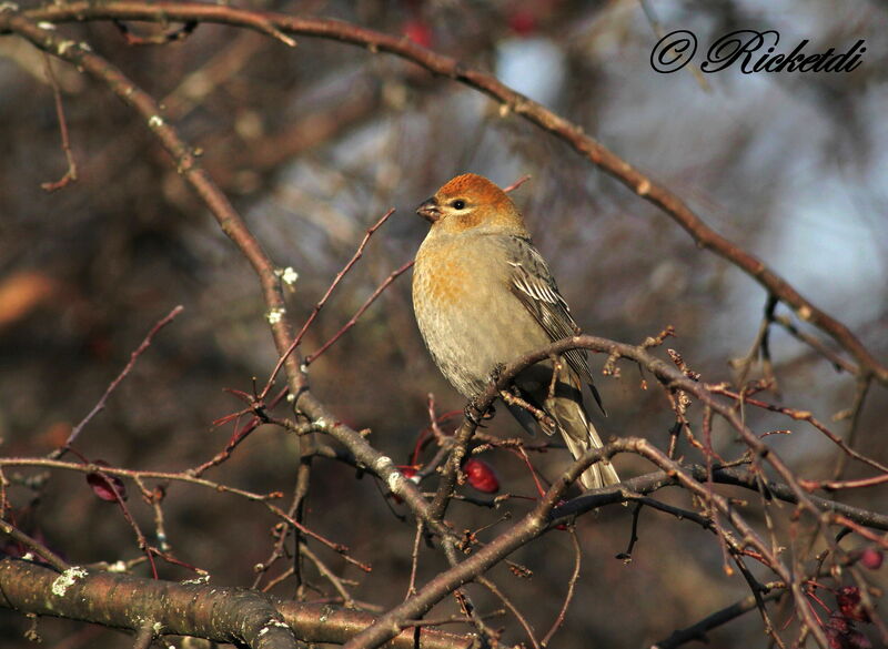 Pine Grosbeak