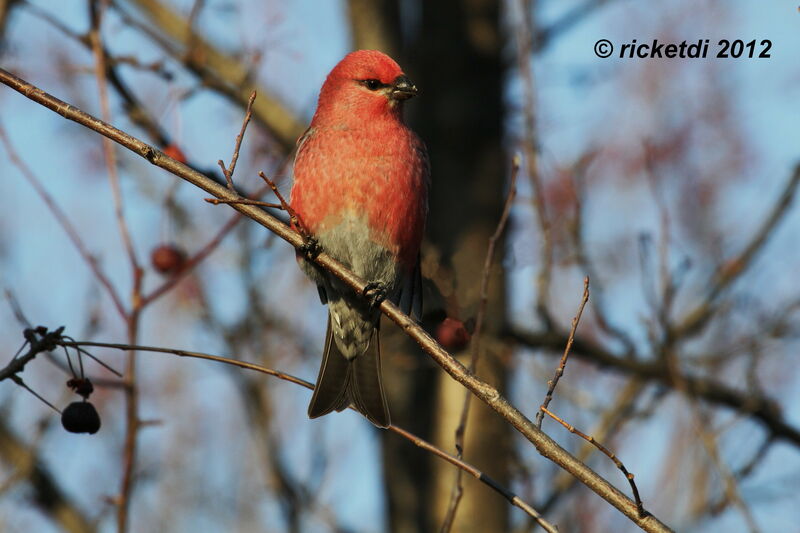 Pine Grosbeak male