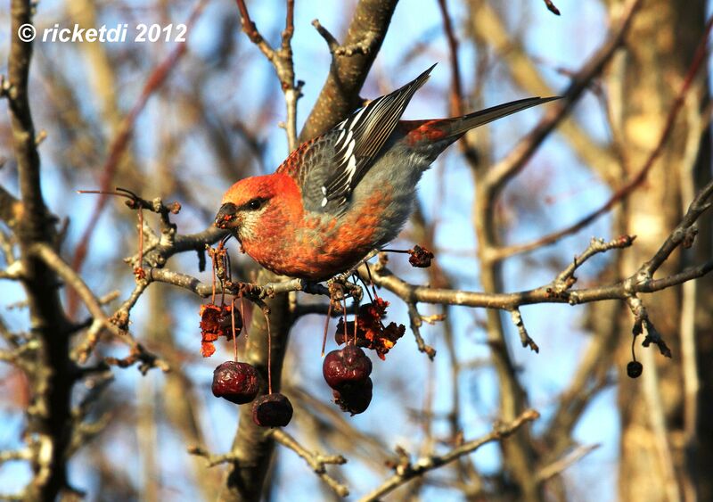 Pine Grosbeak male