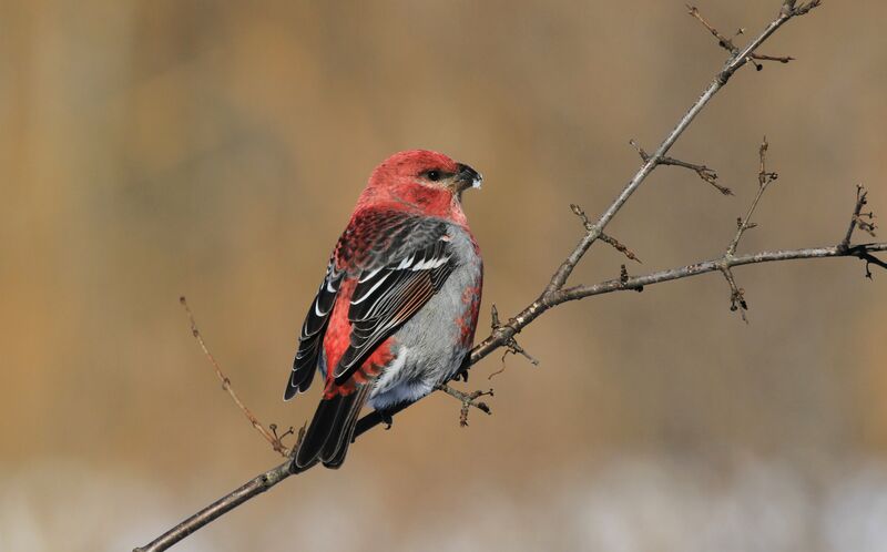 Pine Grosbeak