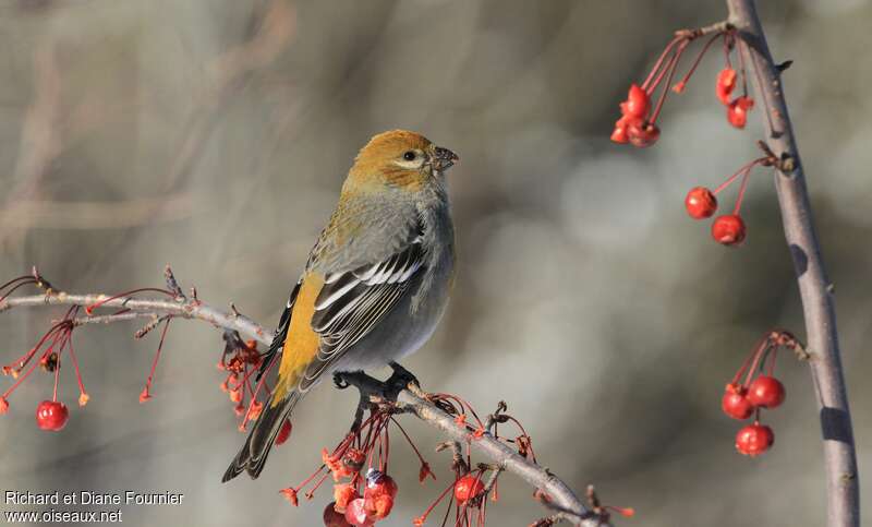 Pine Grosbeak female adult, pigmentation