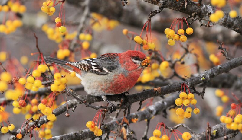 Pine Grosbeak