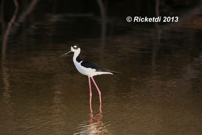 Black-necked Stilt