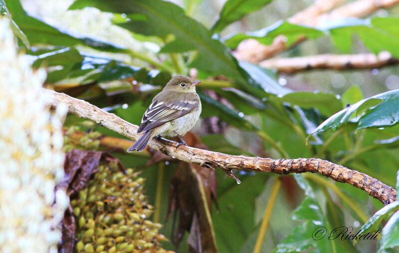 Mountain Elaeniaadult