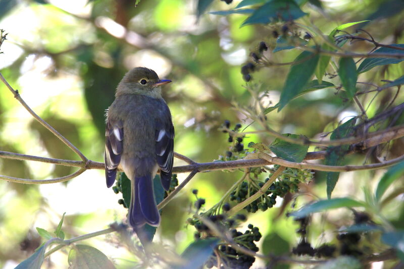 Mountain Elaenia