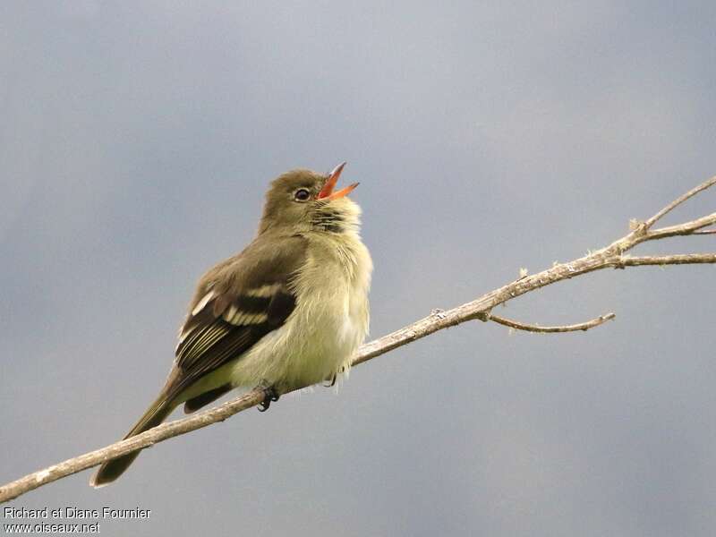 Élénie montagnardeadulte, identification