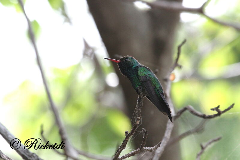 Canivet's Emerald male adult, habitat, pigmentation