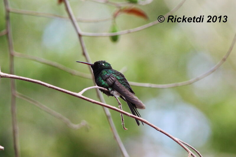 Cuban Emerald