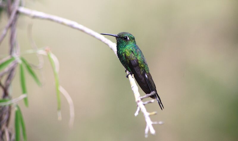 Cuban Emerald male